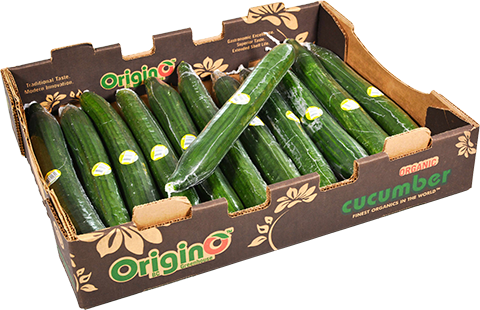 Long English Cucumbers